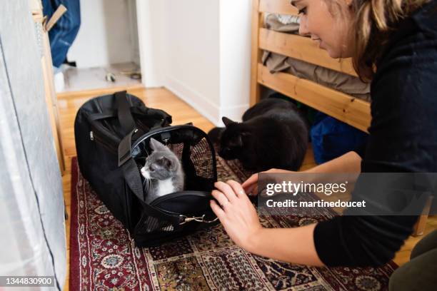 older cat meeting the newly adopted kitten for first time. - pet carrier stock pictures, royalty-free photos & images