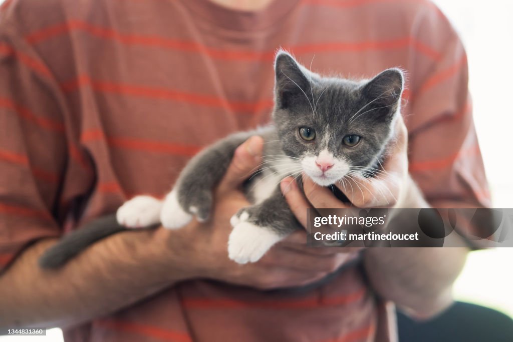 Primer plano sobre el gatito recién adoptado y las manos del dueño.