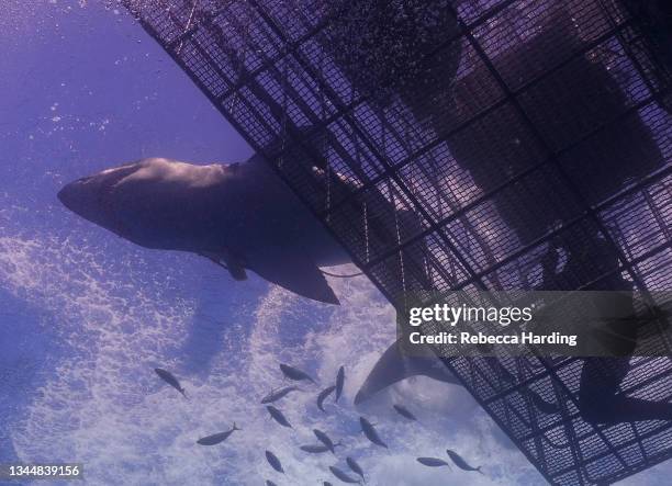 cage diving with great white sharks - shark diving cage stock pictures, royalty-free photos & images