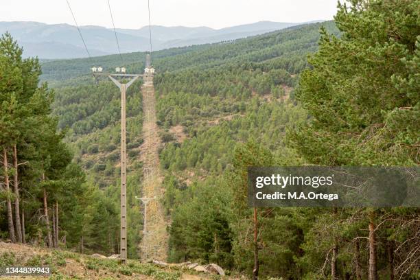 power line through a pine forest - evergreen forest stock pictures, royalty-free photos & images