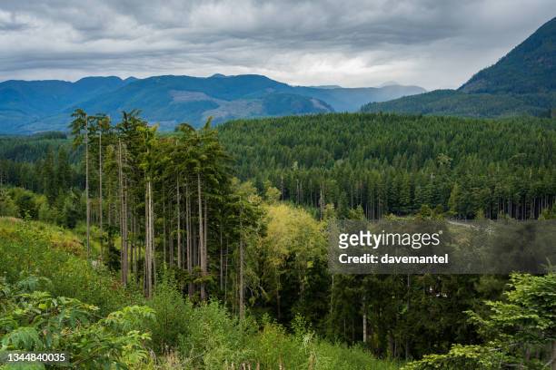 deforestación de la isla de vancouver - bosque primario fotografías e imágenes de stock