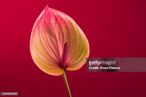anthurium flower on red background. copy space for your design - anthurium stock pictures, royalty-free photos & images