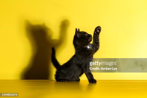 black cat playing in yellow background - chat rigolo photos et images de collection