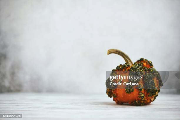 bumpy pumpkin on light gray background - ugly pumpkins stock pictures, royalty-free photos & images