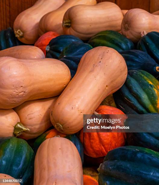 Small Ripe Squash Ripe Acorn Squash Photos and Premium High Res Pictures - Getty Images