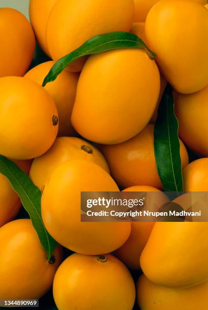 alphonso mangoes cluster - mango fruit stock pictures, royalty-free photos & images