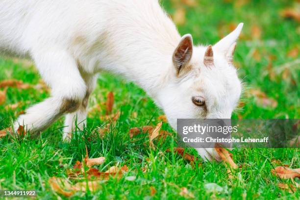 goat kid in an agricultural farm, france - getkilling bildbanksfoton och bilder