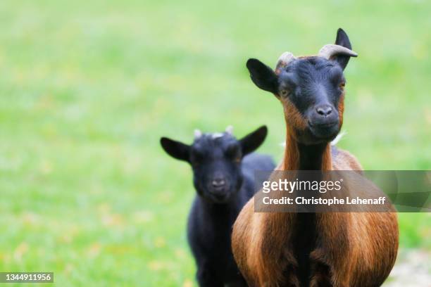 goats in an agricultural farm, france - chivas fotografías e imágenes de stock