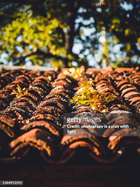 autumns - leaf on roof stock pictures, royalty-free photos & images