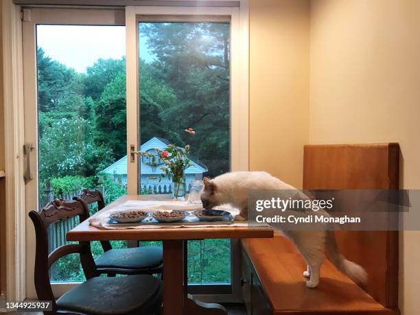 cat standing on his hind legs to eat food off a plate - awkward dinner stock pictures, royalty-free photos & images