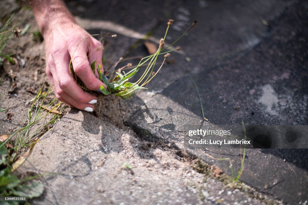 Non-binary gardener pulling weeds from the terrace