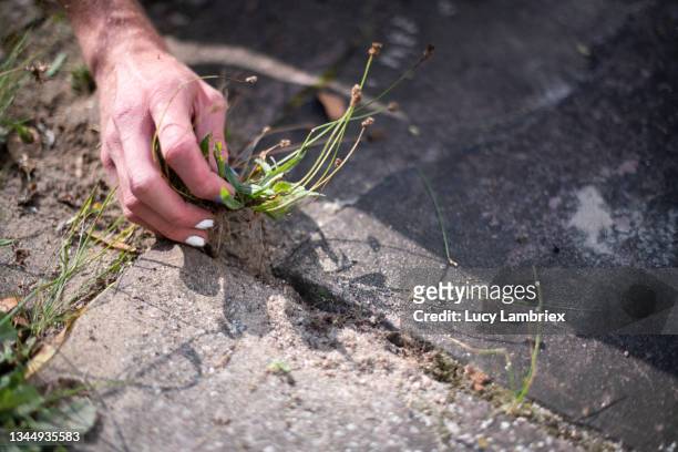non-binary gardener pulling weeds from the terrace - rensa ogräs bildbanksfoton och bilder