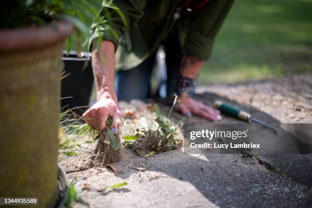 29 Precision Weeding Stock Photos, High-Res Pictures, and Images - Getty  Images