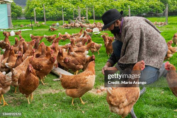 kneeling farmer collecting the eggs that the hens lay outside the henhouse while wearing his mask against covid 19 - livestock stock pictures, royalty-free photos & images