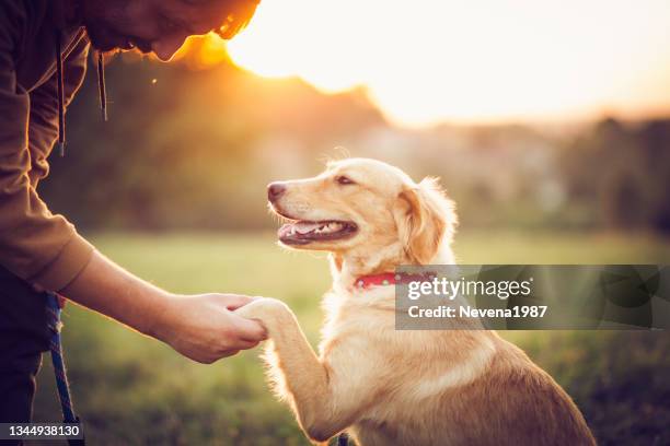 happy man training with his dog in the nature - retriever stock pictures, royalty-free photos & images