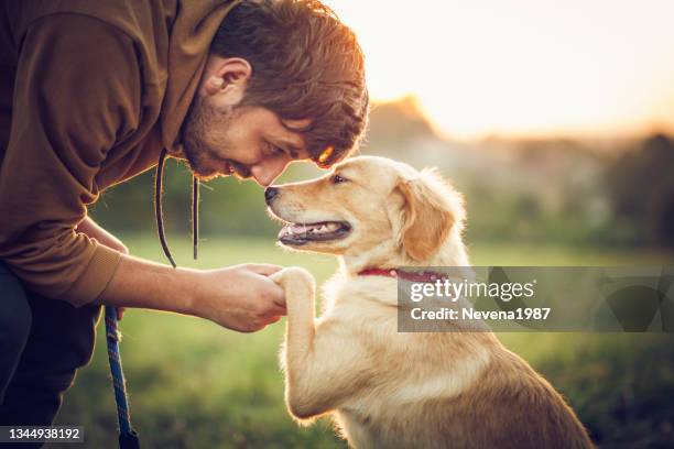 homem feliz treinando com seu cão na natureza - spring training - fotografias e filmes do acervo