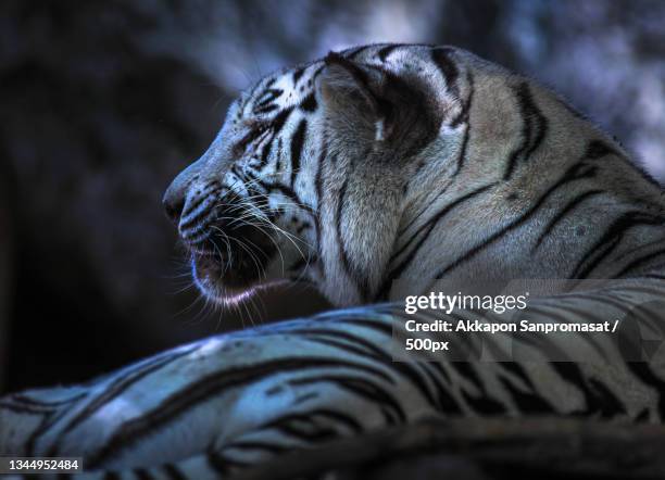 Beautiful bengal tiger stock image. Image of close, asia - 225667113