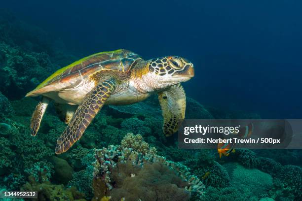 man swimming underwater,dauin,central visayas,philippines - negros oriental stock pictures, royalty-free photos & images