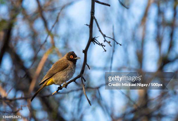 low angle view of tropical songbird perching on branch - oiseau tropical fotografías e imágenes de stock