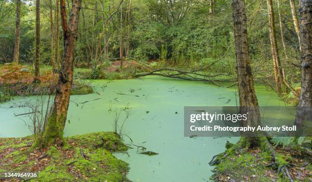 green carpet of duckweed - swamp stock pictures, royalty-free photos & images