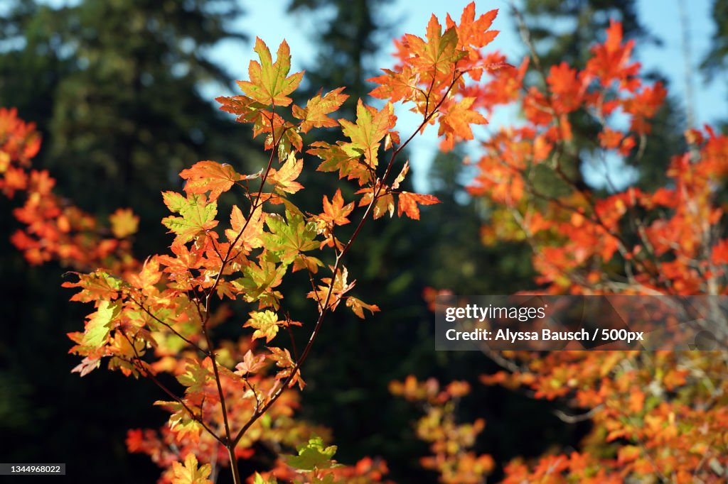 Close-up of maple leaves on tree