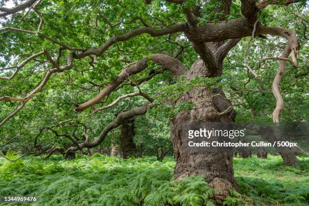 trees in forest,tangham,united kingdom,uk - bosque primario fotografías e imágenes de stock