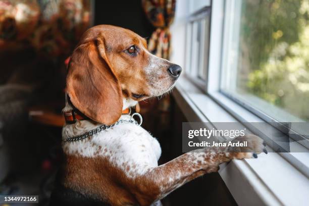 Dog Protecting House Dog Protecting House