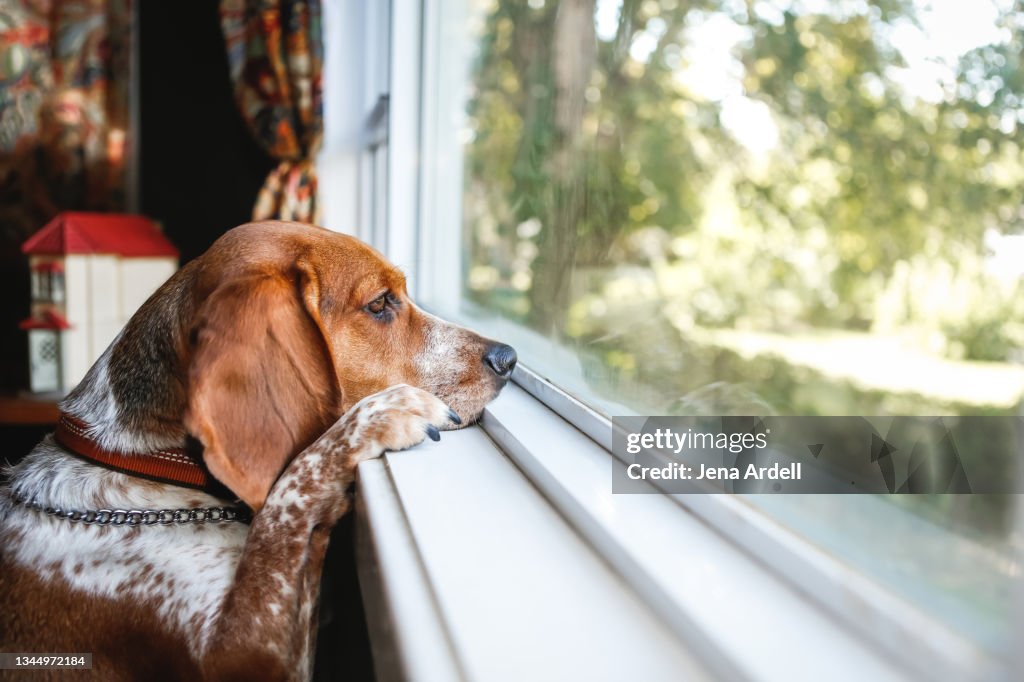 Sad Dog Looking Out Window, Patient Dog Waiting To Go Outside