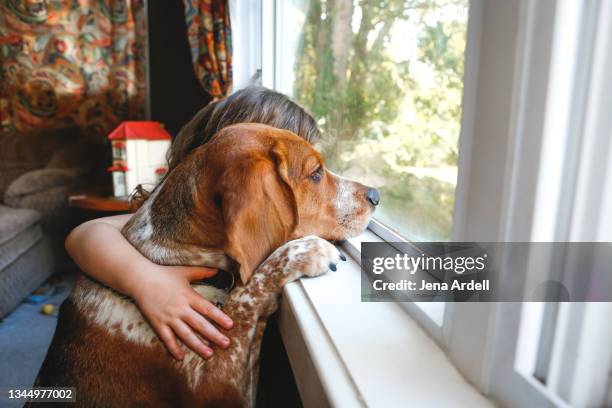 togetherness: child hugging dog, family pet at home, friendship - basset stock-fotos und bilder