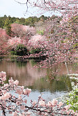 Blooming sakura trees in Rokuon-ji complex, Kyoto, Japan