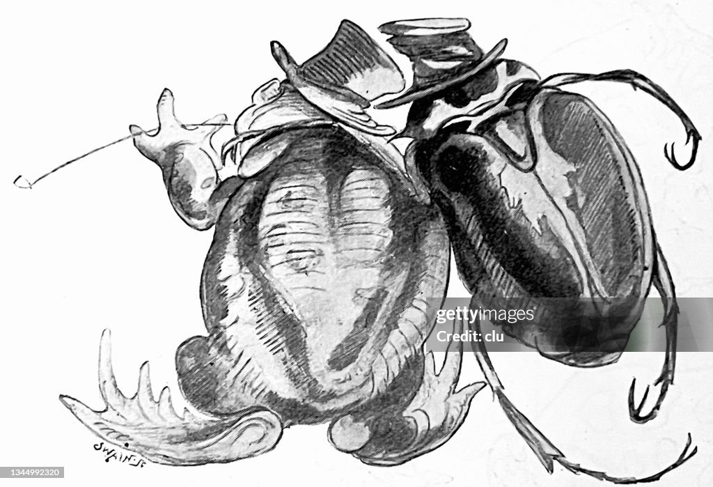 Frog and beetle with hat rear view, talking