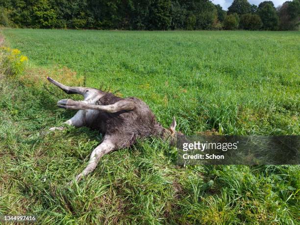 traffic-killed moose lying by the roadside in daylight - moose swedish stock pictures, royalty-free photos & images