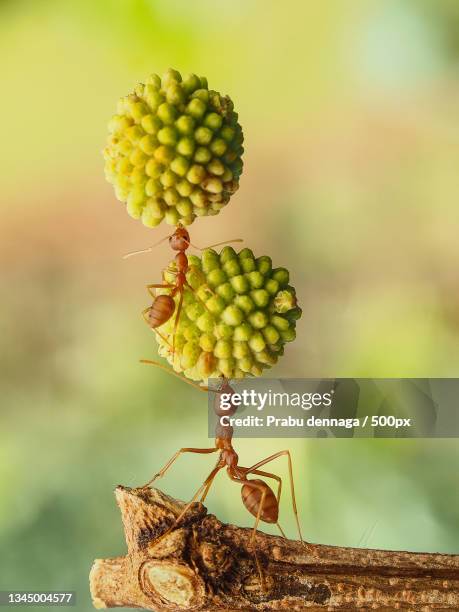 close-up of insect on plant - animal teamwork stockfoto's en -beelden