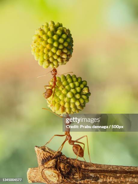 close-up of insect on plant - ants stock pictures, royalty-free photos & images