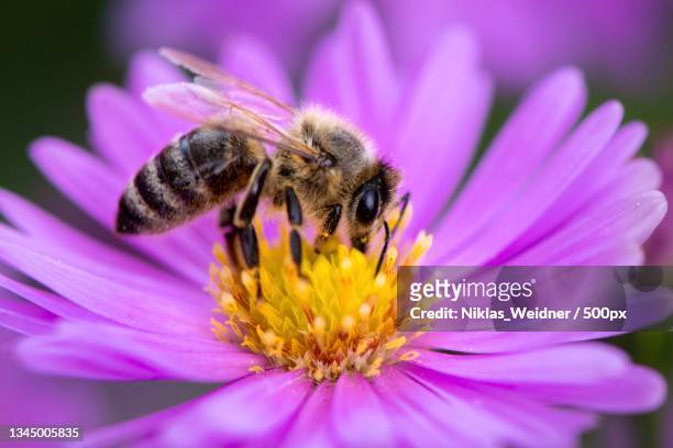 close-up of bee pollinating on purple flower - honey bee and flower stock pictures, royalty-free photos & images
