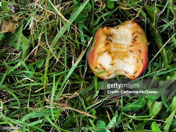 please do not eat fruit before paying: discarded apple core covered with ants - corazón de manzana fotografías e imágenes de stock