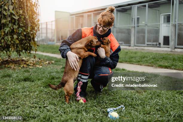 young woman in animal shelter - animal volunteer stock pictures, royalty-free photos & images