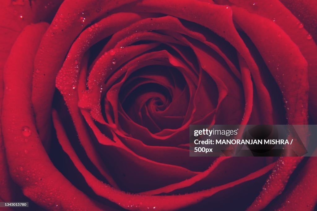Close-up of red rose,Bhubaneswar,Odisha,India