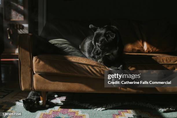 a kitten hides under a sofa, peeking out to look at a dog - rendre les armes photos et images de collection