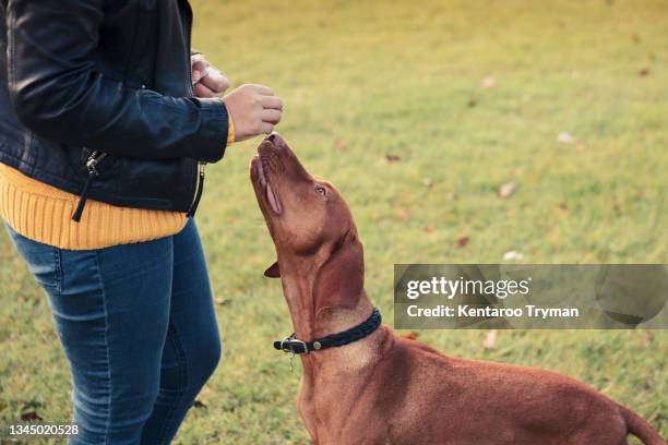 dog looking at food held by female owner at park - vizsla fotografías e imágenes de stock