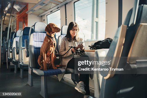 Young female passenger using mobile phone while commuting with dog in train Young female passenger using mobile phone while commuting with dog in train