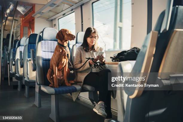 young female passenger using mobile phone while commuting with dog in train - pointer dog ストックフォトと画像