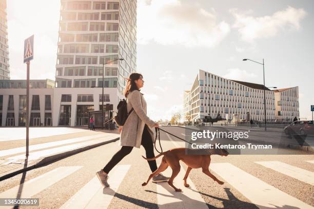 side view of woman crossing road with dog on road in sunlight - walking side by side stockfoto's en -beelden