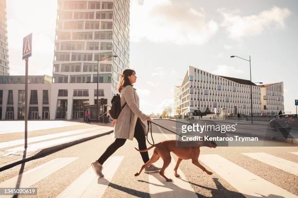 side view of woman crossing road with dog on road in sunlight - dog walker stock pictures, royalty-free photos & images