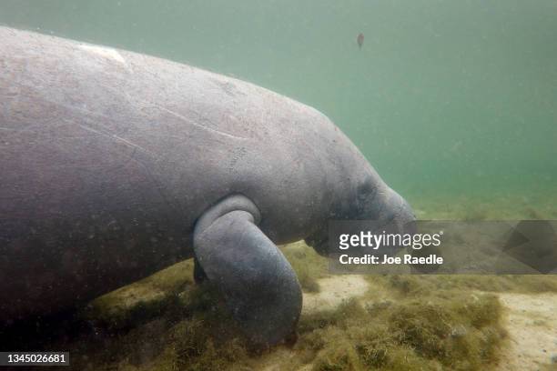 Manatee swims in the Homosassa River on October 05, 2021 in Homosassa, Florida. Conservationists, including those from the Homosassa River...