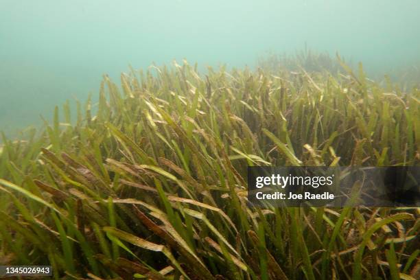 Seagrass in the Homosassa River on October 05, 2021 in Homosassa, Florida. Conservationists, including those from the Homosassa River Restoration...