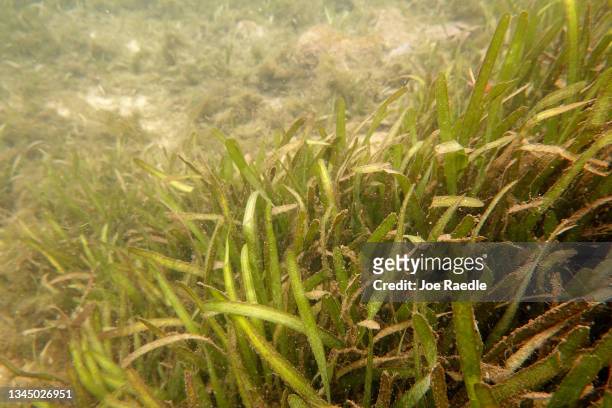 Seagrass in the Homosassa River on October 05, 2021 in Homosassa, Florida. Conservationists, including those from the Homosassa River Restoration...