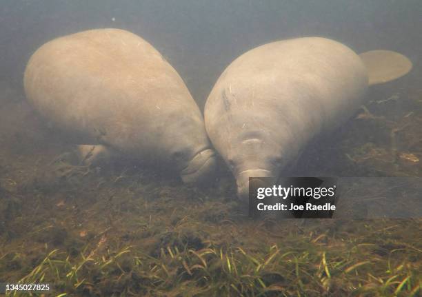 Manatee swims among seagrass in the Homosassa River on October 05, 2021 in Homosassa, Florida. Conservationists, including those from the Homosassa...