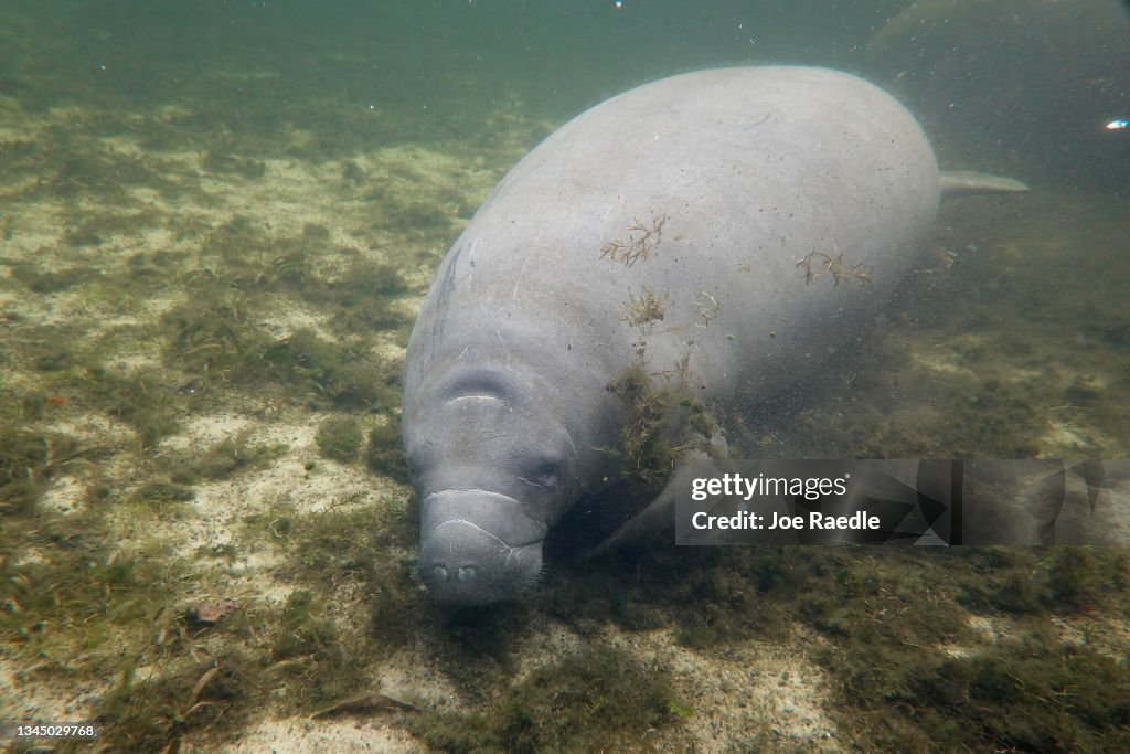 Conservationists Plant Sea Grasses In Effort To Save Florida Manatees