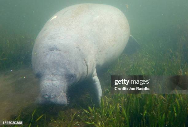 Manatee swims among seagrass in the Homosassa River on October 05, 2021 in Homosassa, Florida. Conservationists, including those from the Homosassa...